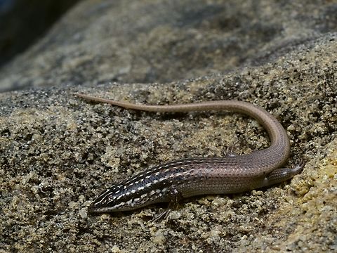 An Isalo Skink (Trachylepis nancycoutuae) on sandstone These are closely related to the much more widespread Gold-spotted Mabuya (Trachyelpis aureopunctata). Fall,Geotagged,Madagascar,Trachylepis nancycoutuae
