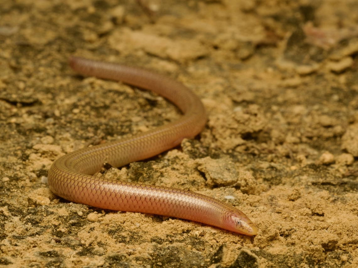 Common Burrowing Skink (Grandidierina fierinensis) making a rare above-ground appearance This squirmy legless lizard was found under a stone and wanted to dig its way back underground, but did stop moving occasionally for a quick photo. Fall,Geotagged,Grandidierina fierinensis,Madagascar