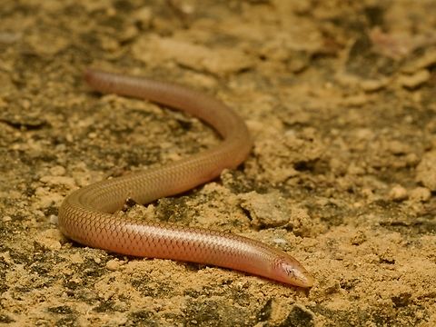 Common Burrowing Skink (Grandidierina fierinensis) making a rare above-ground appearance This squirmy legless lizard was found under a stone and wanted to dig its way back underground, but did stop moving occasionally for a quick photo. Fall,Geotagged,Grandidierina fierinensis,Madagascar