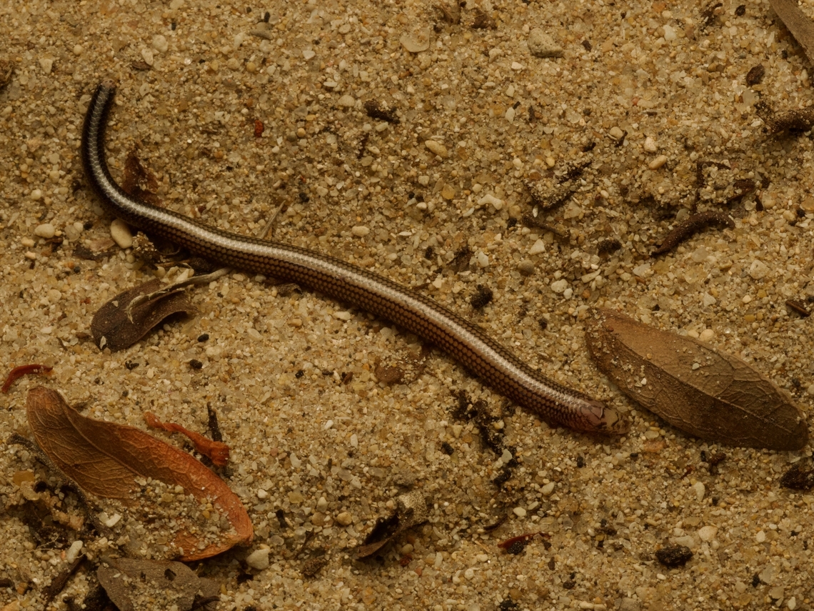 Striped Burrowing Skink (Grandidierina lineata) Less common than the Common Burrowing Skink, but we saw exactly one of each so maybe not that much less common. Fall,Geotagged,Grandidierina lineata,Madagascar