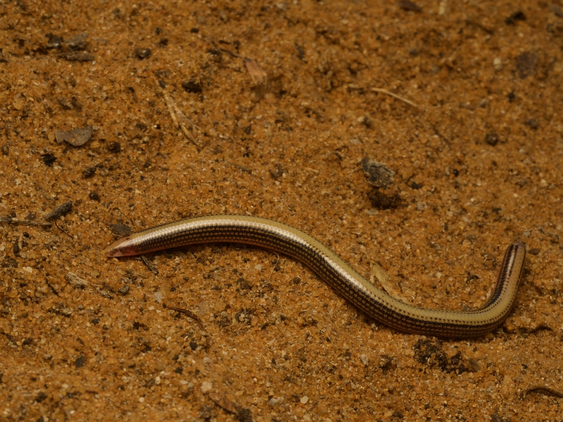 Redtail Burrowing Skink (Grandidierina rubrocaudata), ready to burrow Unfortunately the reddish tail is not visible here since this individual&#039;s tail is missing. Fall,Geotagged,Grandidierina rubrocaudata,Madagascar