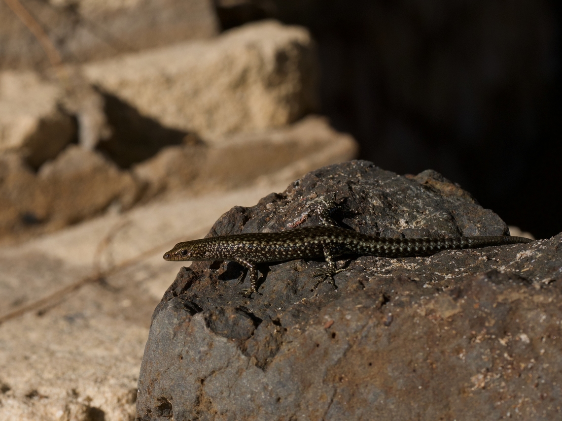 Voeltzkow's Snake-eyed Skink (Cryptoblepharus voeltzkowi) These lizards and their many many closely related species live primarily on rocks on ocean beaches. A bunch of the current species including this one were formerly considered subspecies of Cryptoblepharus boutonii. Cryptoblepharus voeltzkowi,Fall,Geotagged,Madagascar