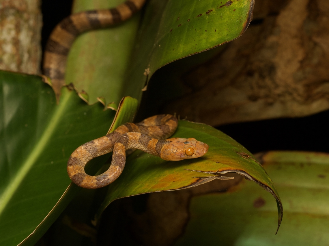 White-banded Tree Snake (Phisalixella arctifasciata) This is one of those long skinny snakes that you can tell at a glance is built for living in trees and bushes. Fall,Geotagged,Madagascar,Phisalixella arctifasciata,White-banded Tree Snake