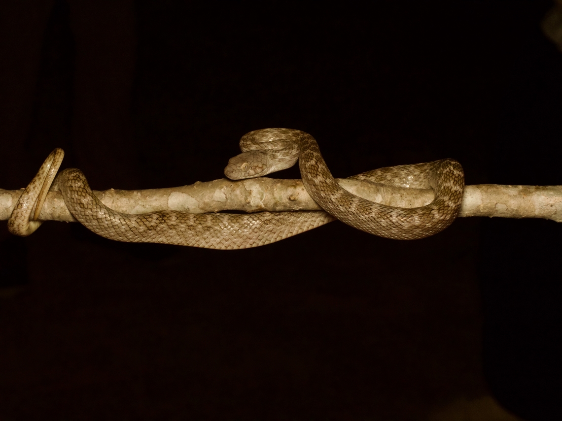 Karimbola Cat Snake (Madagascarophis meridionalis) A close relative of the much more common and widespread Madagascarophis colubrinus, this species is generally found in drier areas in the southwest of Madagascar. Fall,Geotagged,Karimbola Cat Snake,Madagascar,Madagascarophis meridionalis