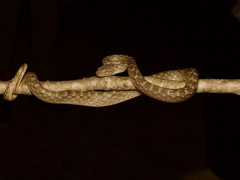 Karimbola Cat Snake (Madagascarophis meridionalis) A close relative of the much more common and widespread Madagascarophis colubrinus, this species is generally found in drier areas in the southwest of Madagascar. Fall,Geotagged,Karimbola Cat Snake,Madagascar,Madagascarophis meridionalis