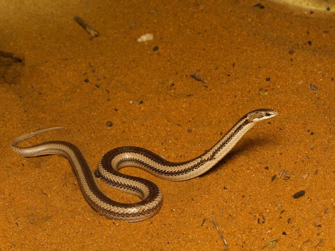 Toliara Smooth Snake (Liophidium chabaudi) We were lucky to find this rarely observed snake in a sandy reserve at night. Fall,Geotagged,Liophidium chabaudi,Madagascar,Toliara Smooth Snake