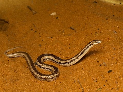 Toliara Smooth Snake (Liophidium chabaudi) We were lucky to find this rarely observed snake in a sandy reserve at night. Fall,Geotagged,Liophidium chabaudi,Madagascar,Toliara Smooth Snake