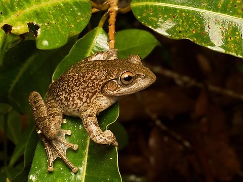A big ol' Goudot's Bright-eyed Frog (Boophis goudotii) One of the largest of the many species of Boophis in Madagascar Boophis goudotii,Fall,Geotagged,Madagascar