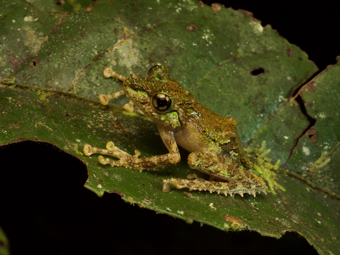 Anamalozoatra Madagascar Frog (Spinomantis aglavei) on a leaf  Fall,Geotagged,Madagascar,Spinomantis aglavei