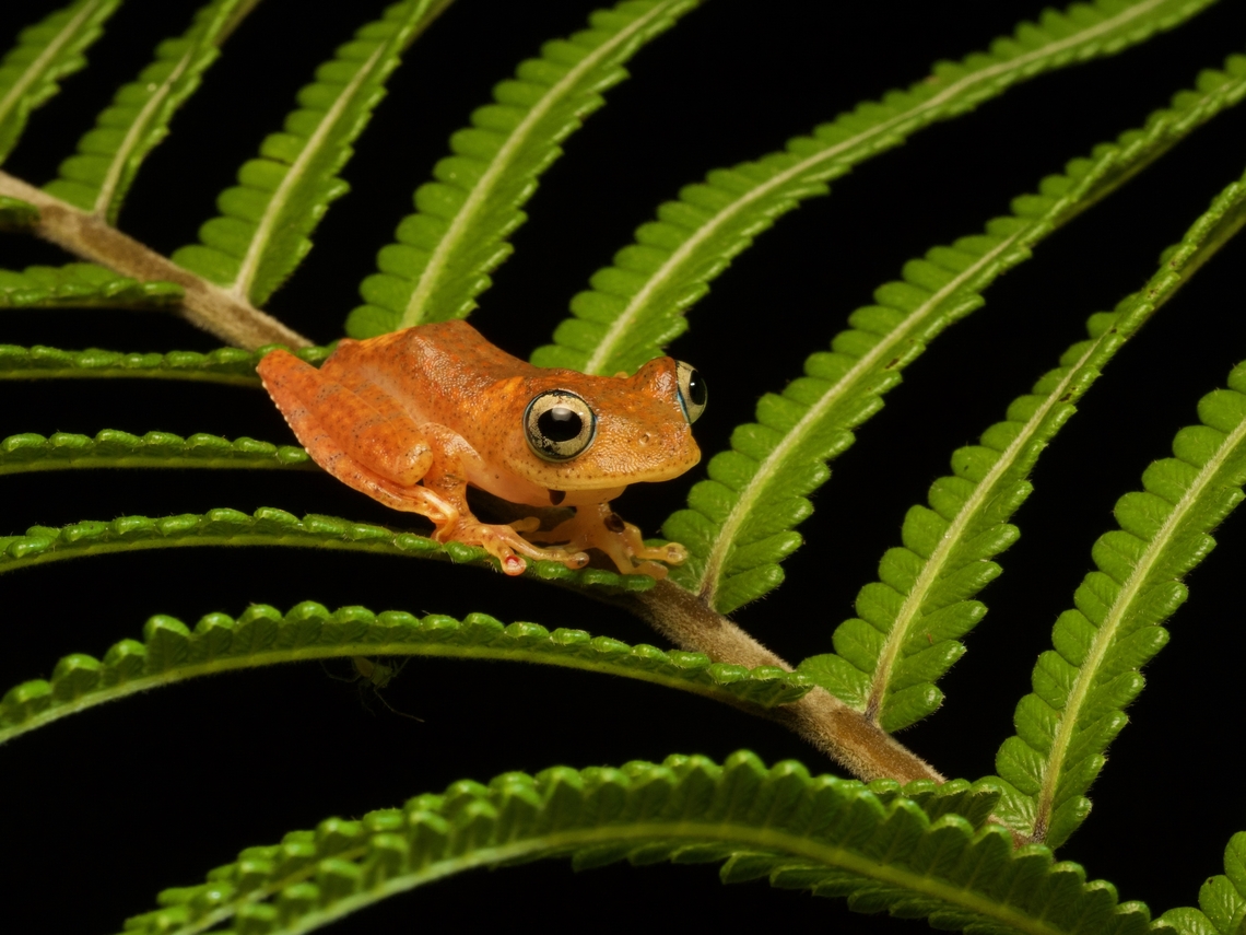 Boophis pyrrhus on a fern  Boophis pyrrhus,Fall,Geotagged,Madagascar