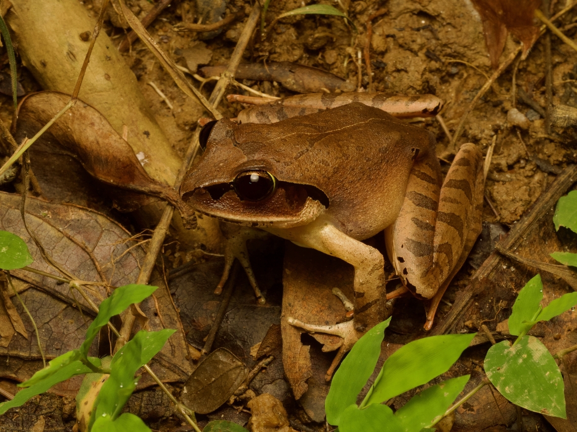 Madagascar Jumping Frog (Aglyptodactylus madagascariensis) These frogs were active by day, where &quot;active&quot; means &quot;sitting perfectly still until disturbed, upon which they prodigiously leap away&quot;. Aglyptodactylus madagascariensis,Fall,Geotagged,Madagascar