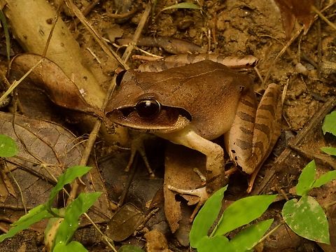 Madagascar Jumping Frog (Aglyptodactylus madagascariensis) These frogs were active by day, where "active" means "sitting perfectly still until disturbed, upon which they prodigiously leap away". Aglyptodactylus madagascariensis,Fall,Geotagged,Madagascar