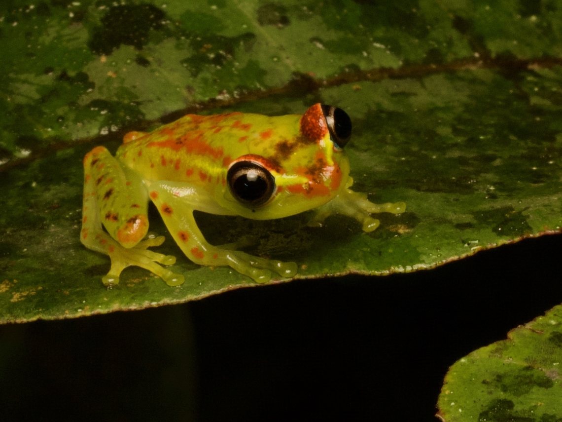 Boophis bottae, a pretty little Madagascar treefrog  Boophis bottae,Fall,Geotagged,Madagascar