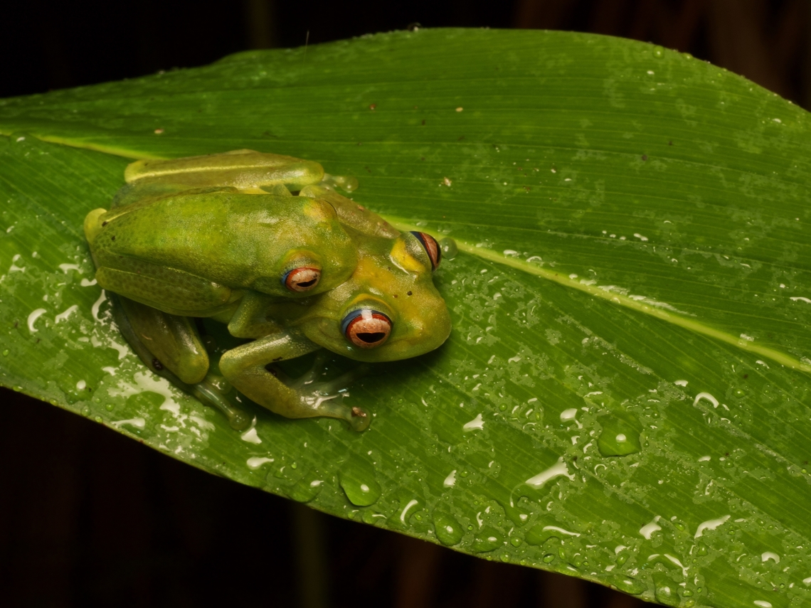 A happy couple of Ankafana Bright-eyed Frogs (Boophis luteus)  Boophis luteus,Fall,Geotagged,Madagascar