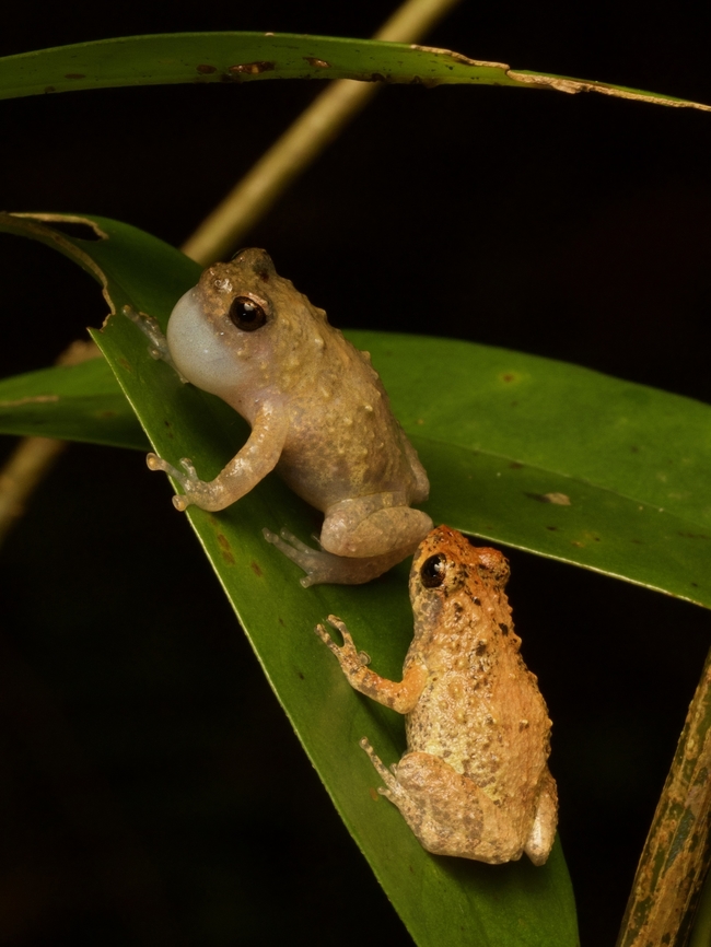 You called?  Anodonthyla boulengerii,Fall,Geotagged,Madagascar