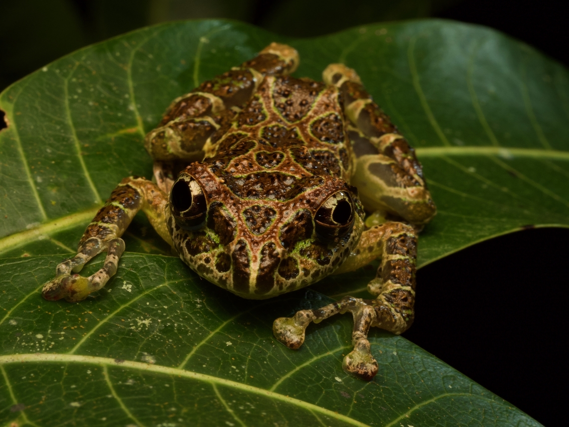 Peracca's Madagascar Frog (Spinomantis peraccae) Looks rather menacing (but is not). Fall,Geotagged,Madagascar,Spinomantis peraccae