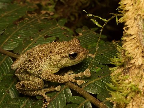 Boulenger's Giant Treefrog
