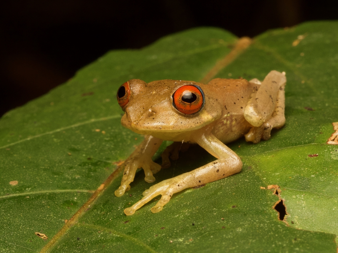Böhme's Bright-eyed Frog (Boophis boehmi) Many Boophis species have large and distinctive eyes, but these are among the largest and most distinctive. Boophis boehmei,Fall,Geotagged,Madagascar