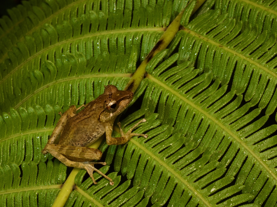 Tschenk's Madagascar Frog (Gephyromantis tschenki) on a fern at night  Fall,Geotagged,Gephyromantis tschenki,Madagascar