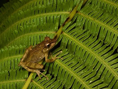 Tschenk's Madagascar Frog (Gephyromantis tschenki) on a fern at night  Fall,Geotagged,Gephyromantis tschenki,Madagascar