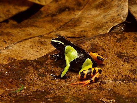 Baron's Mantella (Mantella baroni) showing off its colors The Mantella frogs in Madagascar are close ecological parallels to the poison frogs of Central & South America, but they are not closely related. Convergent evolution, yes! Barons Mantella,Fall,Geotagged,Madagascar,Mantella baroni