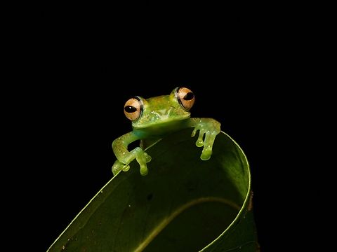 Elena's Bright-eyed Frog (Boophis elenae) Hellooooooo! Boophis elenae,Fall,Geotagged,Madagascar