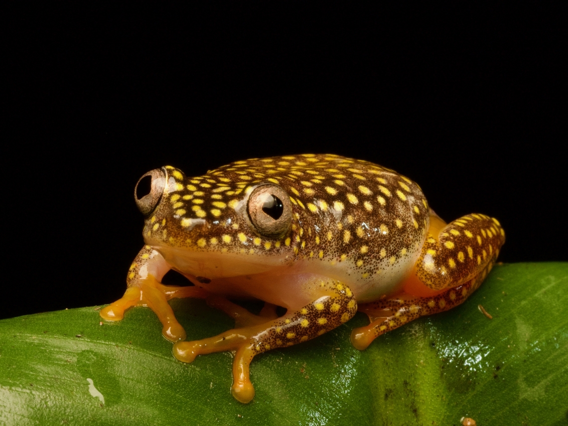 Starry Night Reed Frog (Heterixalus alboguttatus) Beautiful but perhaps a little bit derpy Fall,Geotagged,Heterixalus alboguttatus,Madagascar