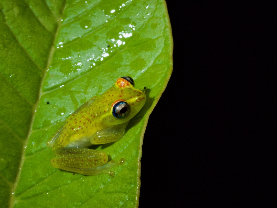 Central Bright-eyed Frog (Boophis rappiodes)  Boophis rappiodes,Fall,Geotagged,Madagascar
