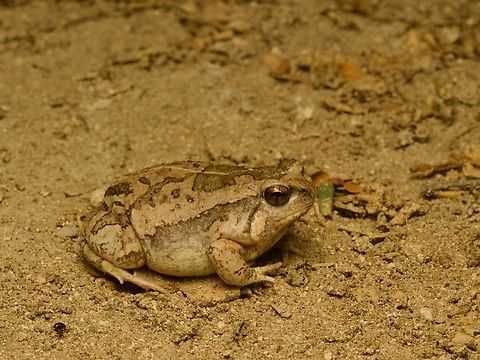 Scaphiophryne brevis looking all toadly This is one of the species in family Microhylidae that really look like standard toads (family Bufonidae), cute little pout and everything. Fall,Geotagged,Madagascar,Scaphiophryne brevis