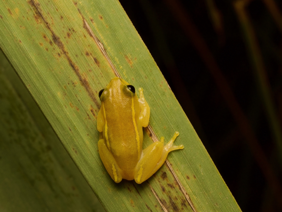 Andranolava Reed Frog (Heterixalus luteostriatus) The way the yellow line continues down onto the rear legs distinguishes this species from some of the very similar other Heterixalus species. Fall,Geotagged,Heterixalus luteostriatus,Madagascar