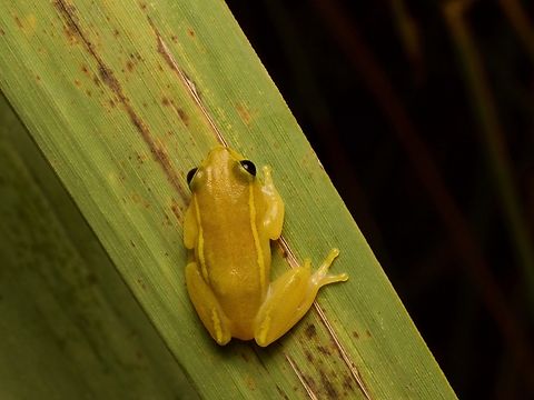 Andranolava Reed Frog (Heterixalus luteostriatus) The way the yellow line continues down onto the rear legs distinguishes this species from some of the very similar other Heterixalus species. Fall,Geotagged,Heterixalus luteostriatus,Madagascar