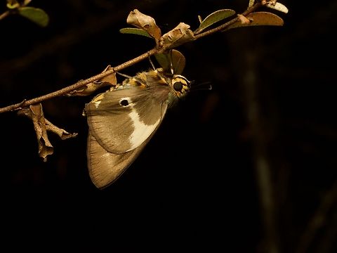 An Island Policeman (Coeliades pansa) looking for troublemaking riff-raff  Coeliades pansa,Fall,Geotagged,Island Policeman,Madagascar