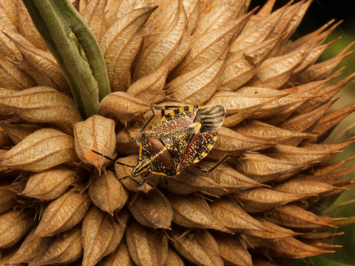 Sunflower Seed Bug, Agonoscelis versicoloratus It&#039;s sitting on a cool plant but I don&#039;t know what cool plant. I&#039;m not a plant guy. Agonoscelis versicoloratus,Fall,Geotagged,Madagascar,Sunflower Seed Bug
