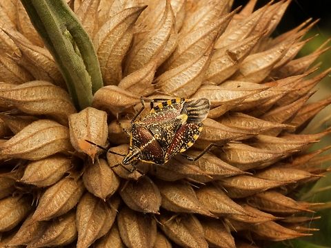 Sunflower Seed Bug, Agonoscelis versicoloratus It's sitting on a cool plant but I don't know what cool plant. I'm not a plant guy. Agonoscelis versicoloratus,Fall,Geotagged,Madagascar,Sunflower Seed Bug