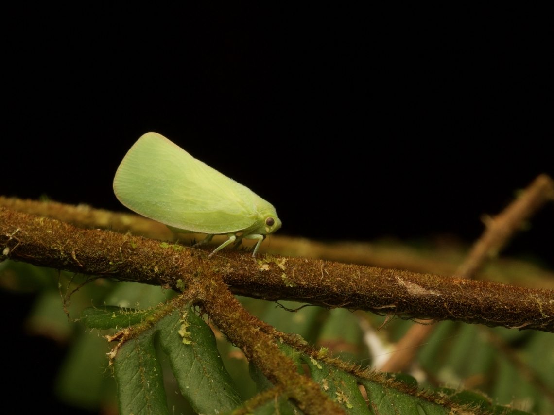 Flatopsis nivea I saw quite a few of these graceful little planthoppers in eastern Madagascar rainforests. Fall,Flatopsis nivea,Geotagged,Madagascar