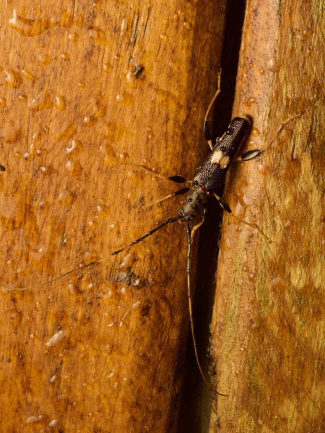 Arrhythmus rugosipennis on my bungalow door I had left the porch light on to attract moths, which worked pretty well. It also attracted a handful of other insects including this attractive small long-horned beetle. Arrhythmus rugosipennis,Fall,Geotagged,Madagascar