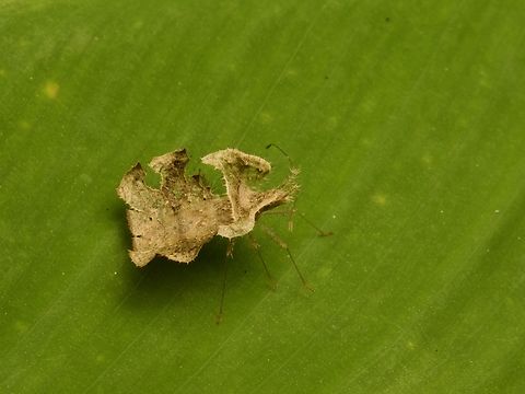 Tongorma madagascariense Not, in fact, a small wrinkled brown leaf. Fall,Geotagged,Madagascar,Tongorma madagascariense