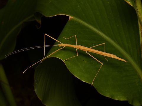 Your basic stick insect, Sipyloidea sipylus Many of the stick insects I saw in Madagascar were extra weird, but this one is just standard. Fall,Geotagged,Madagascar,Sipyloidea sipylus