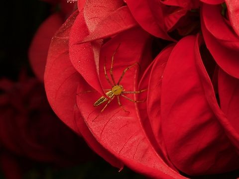 Madagascar Green Lynx Spider, Peucetia lucasi This spider patrolled a planted poinsettia just outside of my room at Anja Community Reserve. Fall,Geotagged,Madagascar,Madagascar Green Lynx Spider,Peucetia lucasi