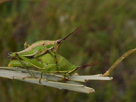 A happy couple of gaudy grasshoppers, Caprorhinus ranohirae  Caprorhinus ranohirae,Fall,Geotagged,Madagascar