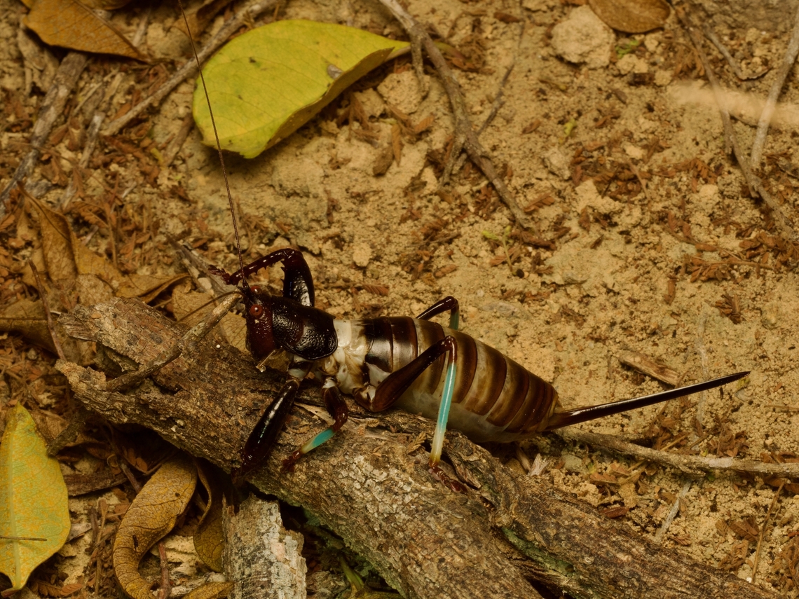 Big weird terrestrial katydid, Colossopus grandidieri One generally thinks of katydids as graceful green arboreal creatures. This is the opposite of that. Colossopus grandidieri,Fall,Geotagged,Madagascar