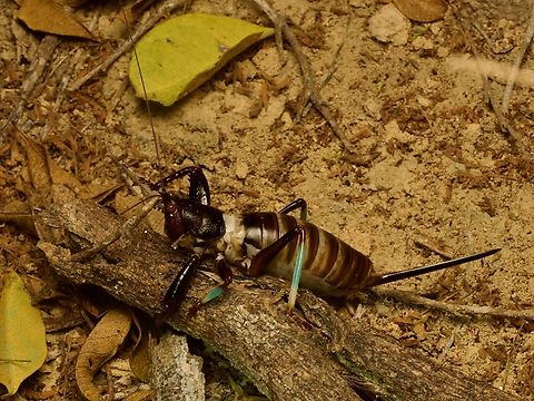 Big weird terrestrial katydid, Colossopus grandidieri One generally thinks of katydids as graceful green arboreal creatures. This is the opposite of that. Colossopus grandidieri,Fall,Geotagged,Madagascar