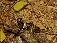 Big weird terrestrial katydid, Colossopus grandidieri One generally thinks of katydids as graceful green arboreal creatures. This is the opposite of that. Colossopus grandidieri,Fall,Geotagged,Madagascar