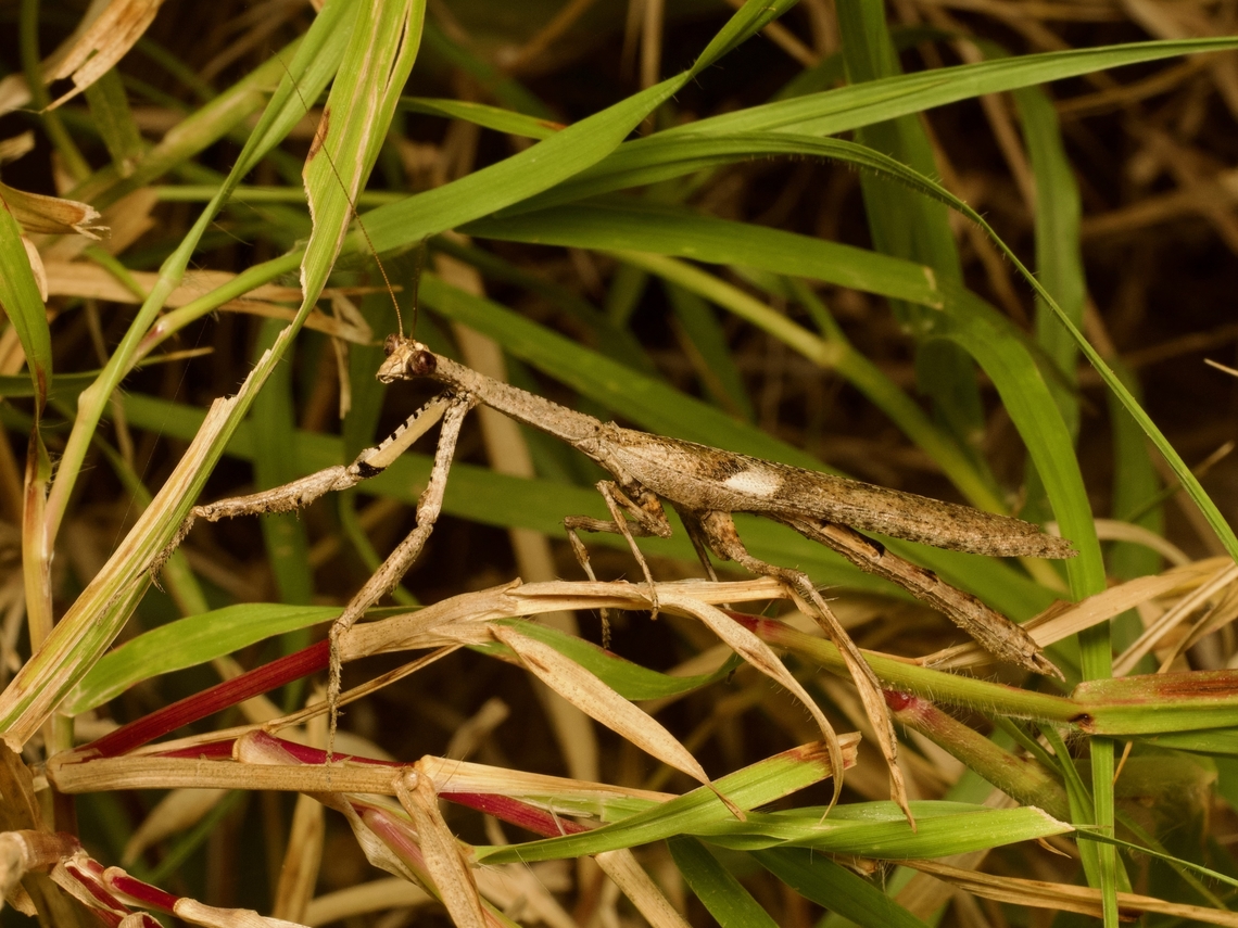 African Stick Mantis, Popa spurca Well disguised in the grass. Fall,Geotagged,Madagascar,Popa spurca