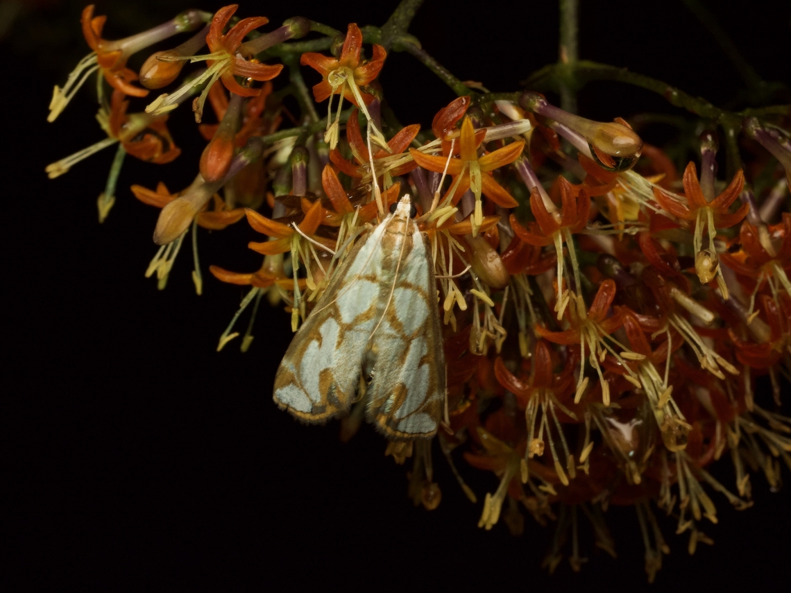 Orphnophanes ankarampotsyalis One of the crambid snout moths, a name that always cracks me up. Fall,Geotagged,Madagascar,Orphnophanes ankarampotsyalis