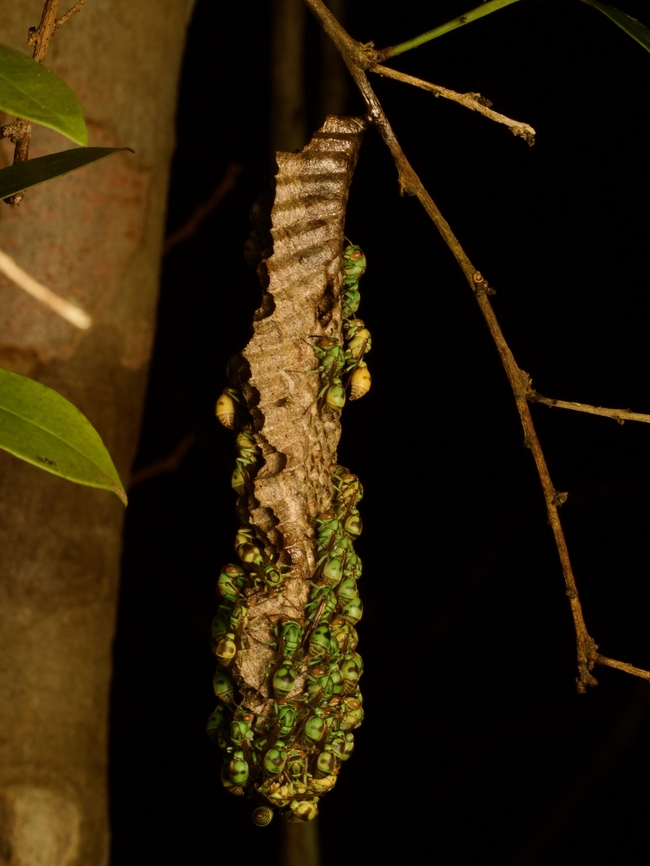 Ropalidia regina, Madagascar  Fall,Geotagged,Madagascar,Ropalidia regina