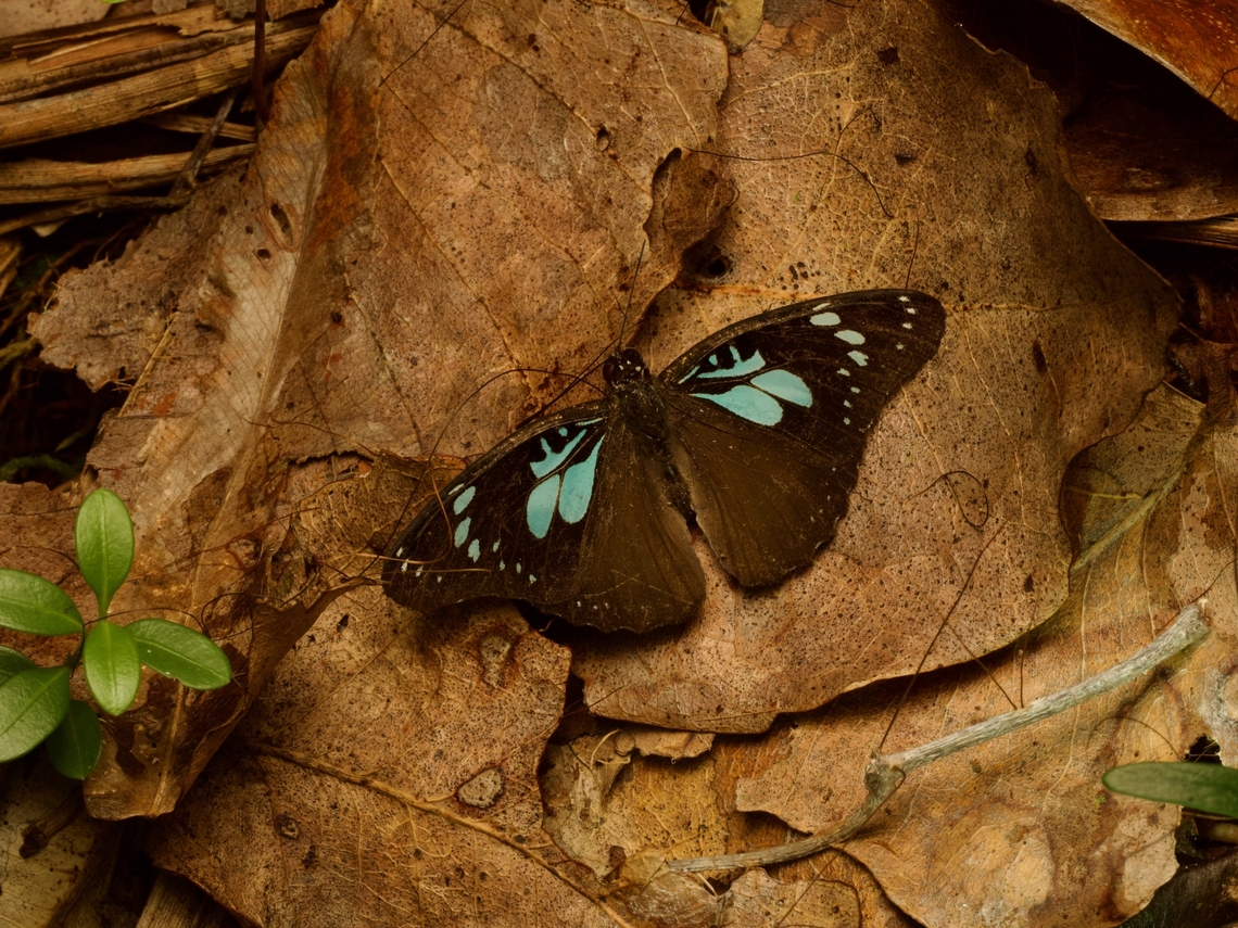 Pseudacraea imerina "hiding" in the leaf litter Really bad camouflage, 1/10. I'd give it a 0 if not for its pretty blue pattern. Fall,Geotagged,Madagascar,Pseudacraea imerina