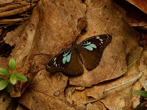 Pseudacraea imerina "hiding" in the leaf litter Really bad camouflage, 1/10. I'd give it a 0 if not for its pretty blue pattern. Fall,Geotagged,Madagascar,Pseudacraea imerina