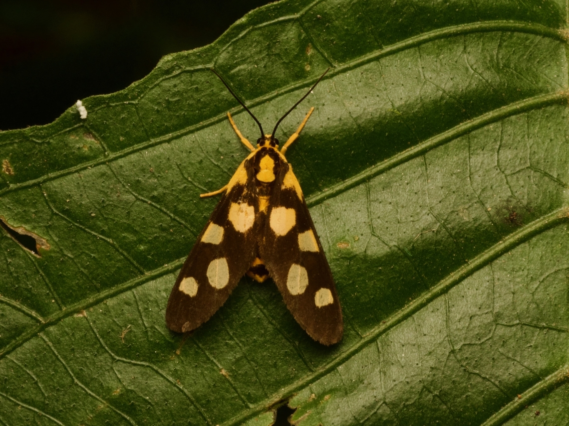 Thyrosticta minuta Big pattern for a little moth. Fall,Geotagged,Madagascar,Thyrosticta minuta