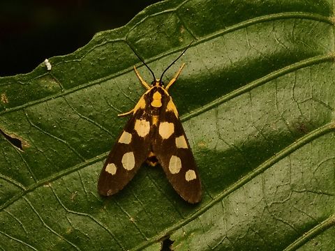 Thyrosticta minuta